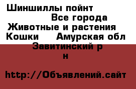 Шиншиллы пойнт ns1133,ny1133. - Все города Животные и растения » Кошки   . Амурская обл.,Завитинский р-н